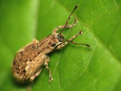 Pseudoedophrys hilleri by (c) Katja Schulz, some rights reserved (CC BY). Used under a CC-BY license.