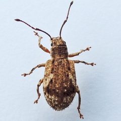 Pseudoedophrys by (c) Bill Keim, some rights reserved (CC BY). Used under a CC-BY license.