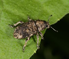 Colecerus dispar by (c) jcowles, some rights reserved (CC BY), uploaded by jcowles. Used under a CC-BY license.