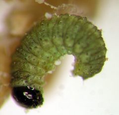 Coniatus splendidulus by (c) Jason Eckberg, some rights reserved (CC BY), uploaded by Jason Eckberg. Used under a CC-BY license.