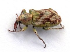 Coniatus splendidulus by (c) Иван Пристрем, some rights reserved (CC BY), uploaded by Иван Пристрем. Used under a CC-BY license.