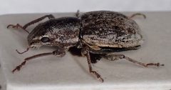 Atrichonotus taeniatulus by (c) craigphillips, some rights reserved (CC BY), uploaded by craigphillips. Used under a CC-BY license.