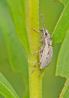 Atrichonotus taeniatulus by (c) Seig, some rights reserved (CC BY), uploaded by Seig. Used under a CC-BY license.