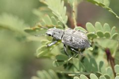 Ericydeus lautus by (c) Andrew Meeds, some rights reserved (CC BY), uploaded by Andrew Meeds. Used under a CC-BY license.