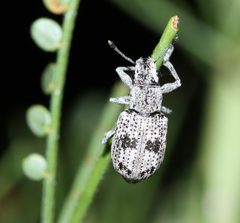 Ericydeus lautus by (c) Andrew Meeds, some rights reserved (CC BY), uploaded by Andrew Meeds. Used under a CC-BY license.