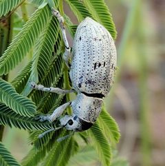 Ericydeus lautus by (c) Ken-ichi Ueda, some rights reserved (CC BY), uploaded by Ken-ichi Ueda. Used under a CC-BY license.