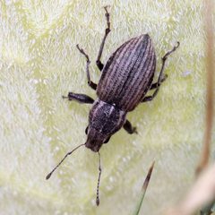 Naupactus leucoloma by (c) Catherine C. Galley, some rights reserved (CC BY), uploaded by Catherine C. Galley. Used under a CC-BY license.