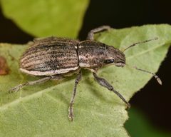 Naupactus leucoloma by (c) skitterbug, some rights reserved (CC BY), uploaded by skitterbug. Used under a CC-BY license.