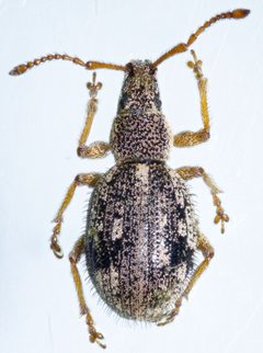 Thricolepis inornata by (c) Don Loarie, some rights reserved (CC BY), uploaded by Don Loarie. Used under a CC-BY license.