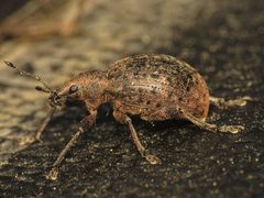 Liophloeus by (c) Donald Hobern, some rights reserved (CC BY). Used under a CC-BY license.