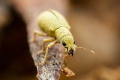 Polydrusus hassayampus by (c) Jake Nitta, some rights reserved (CC BY), uploaded by Jake Nitta. Used under a CC-BY license.