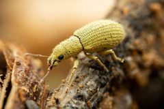 Polydrusus hassayampus by (c) Jake Nitta, some rights reserved (CC BY), uploaded by Jake Nitta. Used under a CC-BY license.