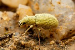 Polydrusus hassayampus by (c) Jake Nitta, some rights reserved (CC BY), uploaded by Jake Nitta. Used under a CC-BY license.