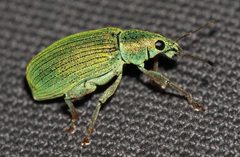 Polydrusus formosus by (c) portioid, some rights reserved (CC BY), uploaded by portioid. Used under a CC-BY license.