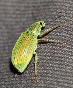Polydrusus formosus by (c) portioid, some rights reserved (CC BY), uploaded by portioid. Used under a CC-BY license.