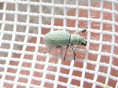 Mitostylus tenuis by (c) Sam Kieschnick, some rights reserved (CC BY), uploaded by Sam Kieschnick. Used under a CC-BY license.