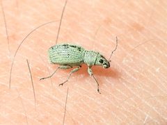 Mitostylus tenuis by (c) Sam Kieschnick, some rights reserved (CC BY), uploaded by Sam Kieschnick. Used under a CC-BY license.
