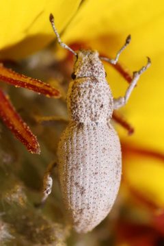 Minyomerus cracens by (c) Catherine C. Galley, some rights reserved (CC BY), uploaded by Catherine C. Galley. Used under a CC-BY license.