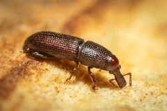 Euophryum confine by (c) Joeb, some rights reserved (CC BY), uploaded by Joeb. Used under a CC-BY license.
