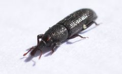 Euophryum by (c) Mike Kerry, some rights reserved (CC BY), uploaded by Mike Kerry. Used under a CC-BY license.