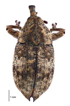 Gasterocercini by (c) Landcare Research New Zealand Ltd, some rights reserved (CC BY). Used under a CC-BY license.