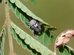 Geraeus patagoniensis by (c) Matt Muir, some rights reserved (CC BY), uploaded by Matt Muir. Used under a CC-BY license.