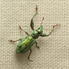 Hadromeropsis opalina by (c) Katja Schulz, some rights reserved (CC BY). Used under a CC-BY license.
