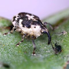 Hadroplontus litura by (c) Barry Walter, some rights reserved (CC BY), uploaded by Barry Walter. Used under a CC-BY license.