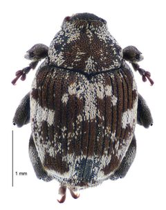 Hadroplontus litura by (c) Landcare Research New Zealand Ltd, some rights reserved (CC BY). Used under a CC-BY license.