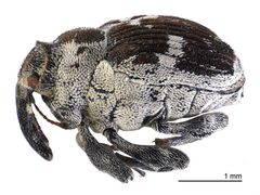 Hadroplontus litura by (c) Landcare Research New Zealand Ltd, some rights reserved (CC BY). Used under a CC-BY license.