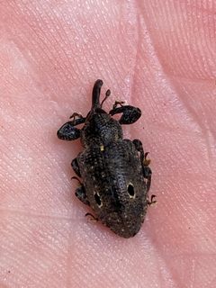 Heilus bioculatus by (c) ahaywood.geo, some rights reserved (CC BY), uploaded by ahaywood.geo. Used under a CC-BY license.