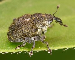 Homorosoma sulcipenne by (c) skitterbug, some rights reserved (CC BY), uploaded by skitterbug. Used under a CC-BY license.