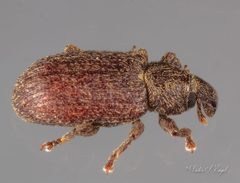 Hormops abducens by (c) Victor Engel, some rights reserved (CC BY), uploaded by Victor Engel. Used under a CC-BY license.