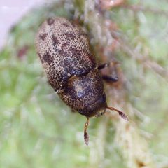 Hylesinus by (c) Barry Walter, some rights reserved (CC BY), uploaded by Barry Walter. Used under a CC-BY license.