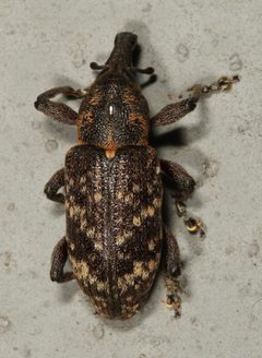 Hylobius pales by (c) Steve Taylor, some rights reserved (CC BY), uploaded by Steve Taylor. Used under a CC-BY license.