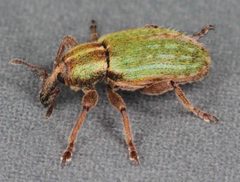 Hyperinae by (c) Janet Graham, some rights reserved (CC BY). Used under a CC-BY license.