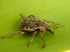 Hyperinae by (c) João Coelho, some rights reserved (CC BY). Used under a CC-BY license.