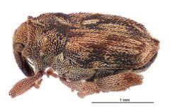 Hypurus bertrandi by (c) Landcare Research New Zealand Ltd, some rights reserved (CC BY). Used under a CC-BY license.