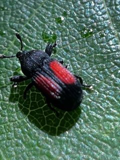 Laemosaccus obrieni by (c) Mark Richman, some rights reserved (CC BY), uploaded by Mark Richman. Used under a CC-BY license.