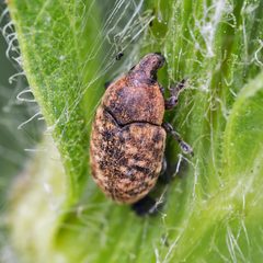 Larinus obtusus by (c) Bill Keim, some rights reserved (CC BY). Used under a CC-BY license.