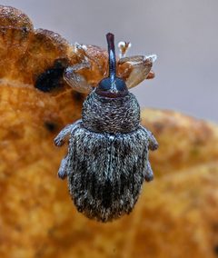 Lignyodes bischoffi by (c) Kazimieras Martinaitis, some rights reserved (CC BY), uploaded by Kazimieras Martinaitis. Used under a CC-BY license.