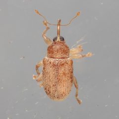 Lignyodes helvolus by (c) Victor Engel, some rights reserved (CC BY), uploaded by Victor Engel. Used under a CC-BY license.