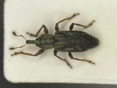Listronotus lutulentus by no rights reserved, uploaded by Nick Bédard. Used under a CC0 license.