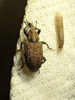 Listronotus squamiger by (c) Louis Imbeau, some rights reserved (CC BY), uploaded by Louis Imbeau. Used under a CC-BY license.