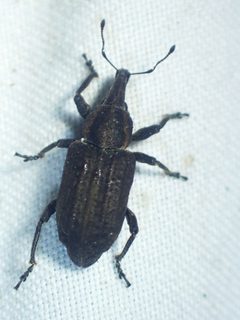 Listronotus squamiger by (c) Louis Imbeau, some rights reserved (CC BY), uploaded by Louis Imbeau. Used under a CC-BY license.