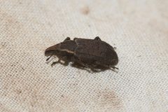 Listronotus squamiger by (c) Henrique Pacheco, some rights reserved (CC BY), uploaded by Henrique Pacheco. Used under a CC-BY license.
