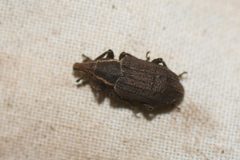 Listronotus squamiger by (c) Henrique Pacheco, some rights reserved (CC BY), uploaded by Henrique Pacheco. Used under a CC-BY license.