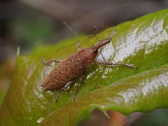 Lixus rubellus by no rights reserved, uploaded by Braden J. Judson. Used under a CC0 license.