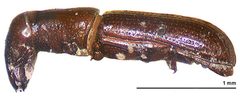 Macrorhyncolus littoralis by (c) Landcare Research New Zealand Ltd, some rights reserved (CC BY). Used under a CC-BY license.