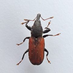 Magdalis armicollis by (c) Bill Keim, some rights reserved (CC BY). Used under a CC-BY license.